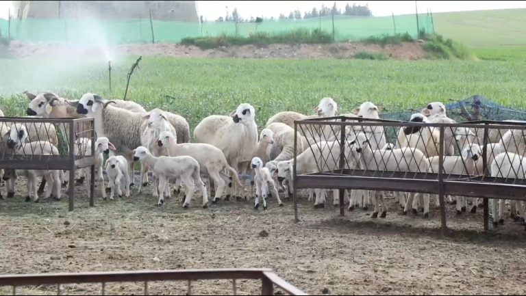 عيد الأضحى: تعزيز تتبع تموين الأسواق
