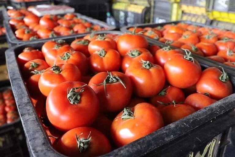 اسبانيا تدفع ثمنا أعلى للطماطم المغربية مقارنة بالطماطم المحلية